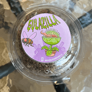 Kit de Cultivo de Semillas de Plantas Carnívoras