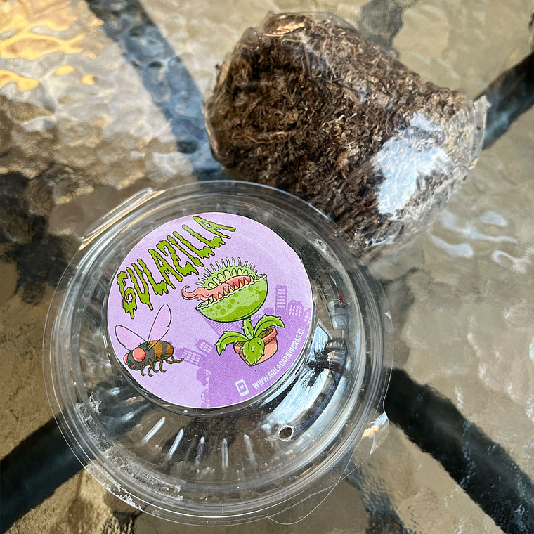 Kit de Cultivo de Semillas de Plantas Carnívoras 3