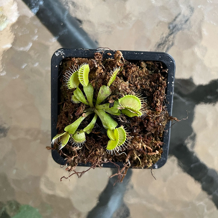 Venus Atrapamoscas (Dionaea Muscípula) - Pequeña 3
