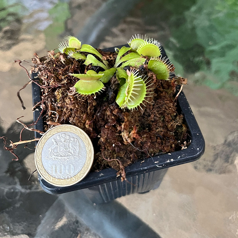 Venus Atrapamoscas (Dionaea Muscípula) - Pequeña 1