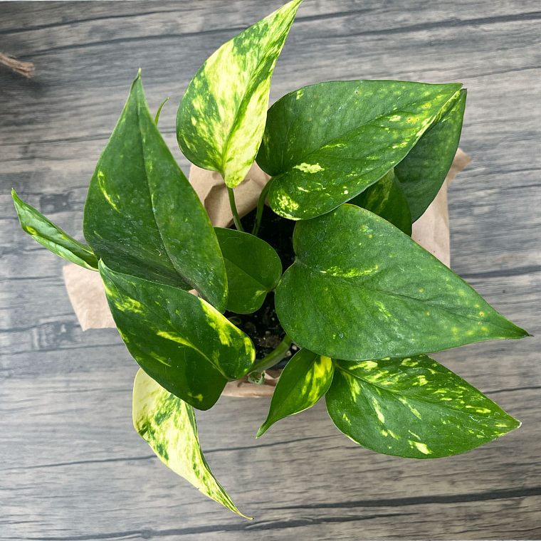 Pothus Golden – Planta de Interior Fácil de Cuidar 1