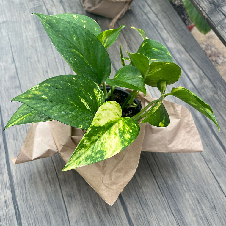 Pothus Golden – Planta de Interior Fácil de Cuidar 2