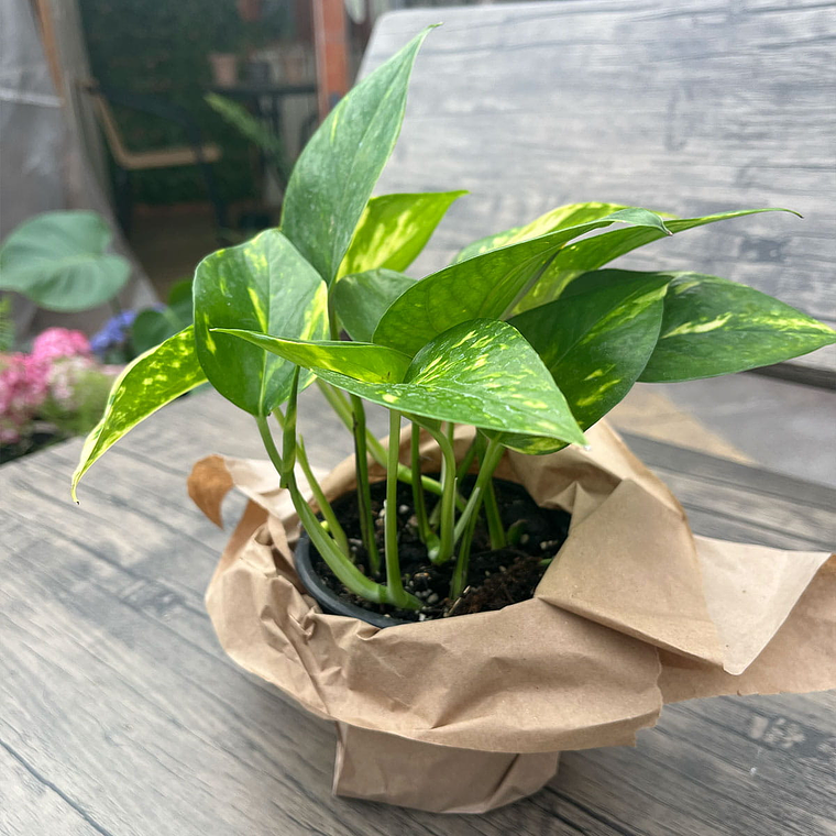 Pothus Golden – Planta de Interior Fácil de Cuidar 3