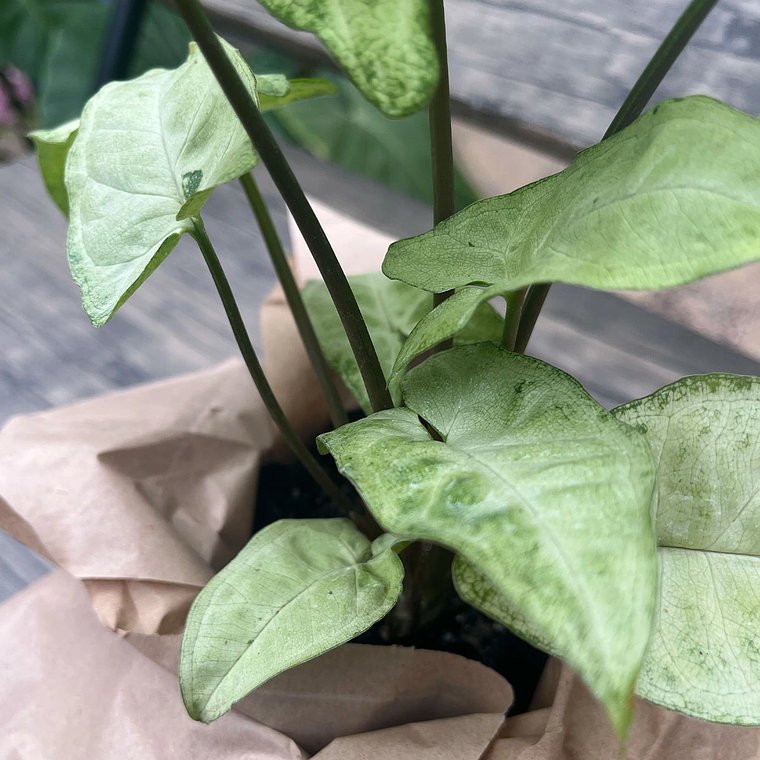 Singonio Plateado - Planta de Interior de fácil cuidado 2