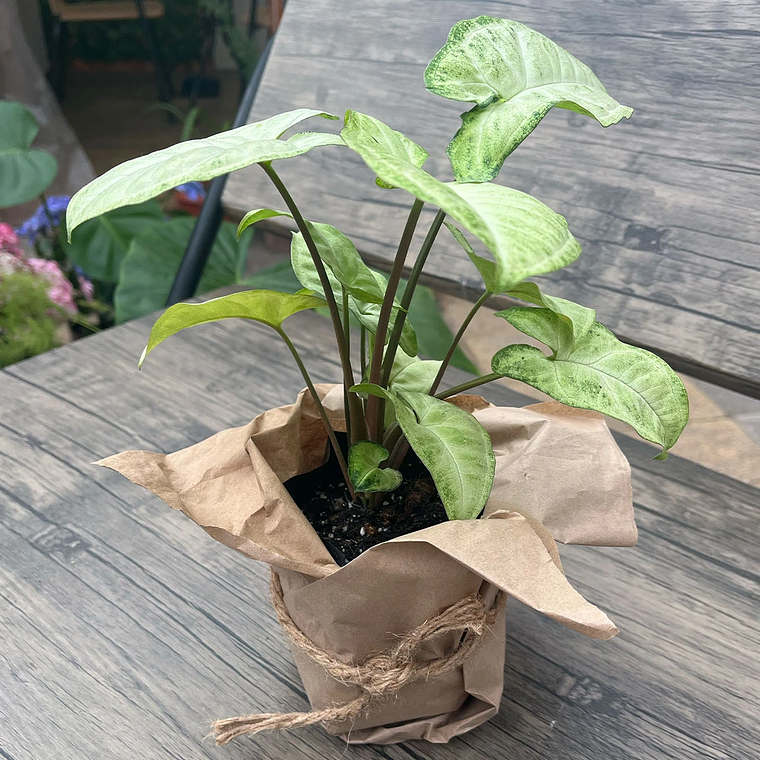 Singonio Plateado - Planta de Interior de fácil cuidado 3