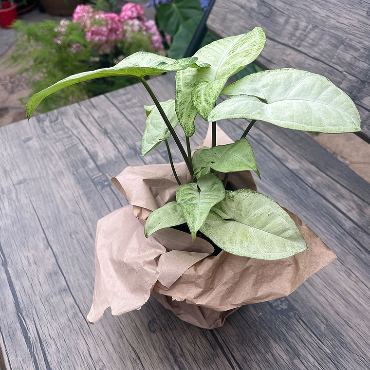 Singonio Plateado - Planta de Interior de fácil cuidado 1