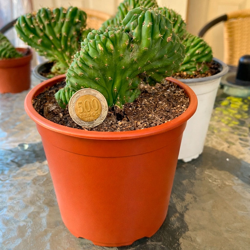 Cactus Cerebro | Cactus Crestado de Coleccin en Venta