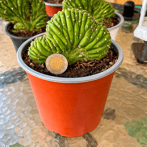 Cactus Crestado - Cactus Cerebro - Cactus de Colección