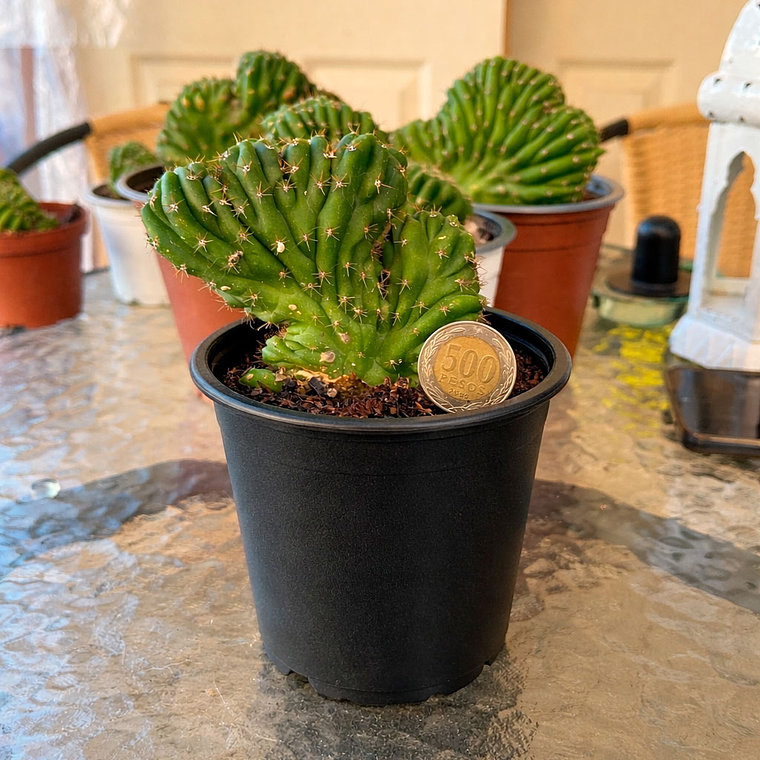 Cactus Cerebro - Cactus Crestado | Cactus de Colección en Venta 1