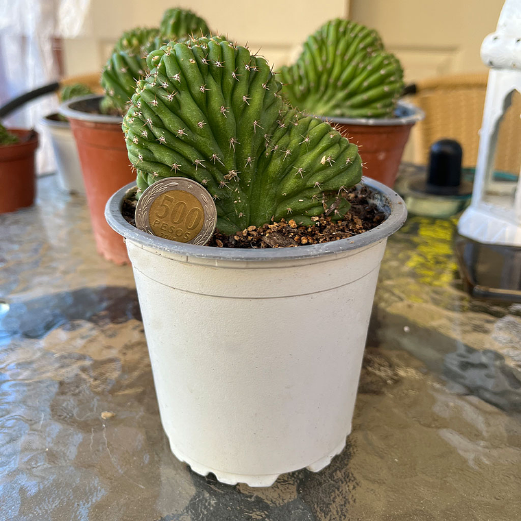 Cactus Cerebro - Cactus Crestado | Cactus de Colección en Venta 2