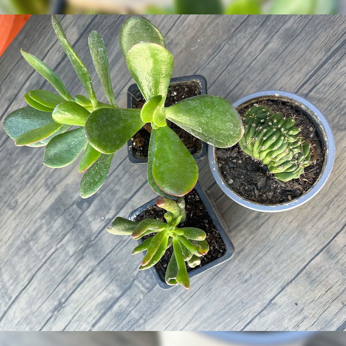 Pack Plantas de Colección: Crassula Ovata + Árbol de Jade + Cactus Cerebro 1