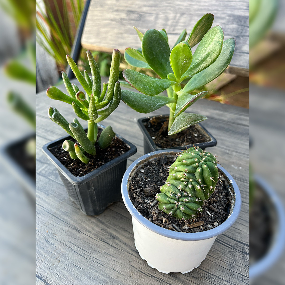 Pack Plantas de Colección: Crassula Ovata + Árbol de Jade + Cactus Cerebro 3