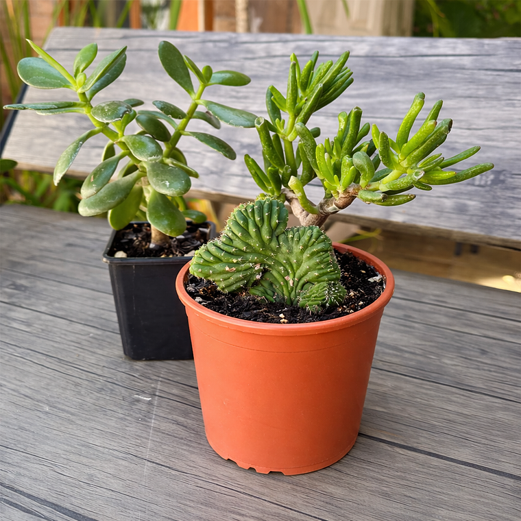 Pack Plantas de Colección: Crassula Ovata + Árbol de Jade + Cactus Cerebro 5