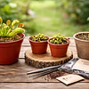 Comprar Plantas Carnívoras: ¿Adultas, Juveniles o desde Semilla?
