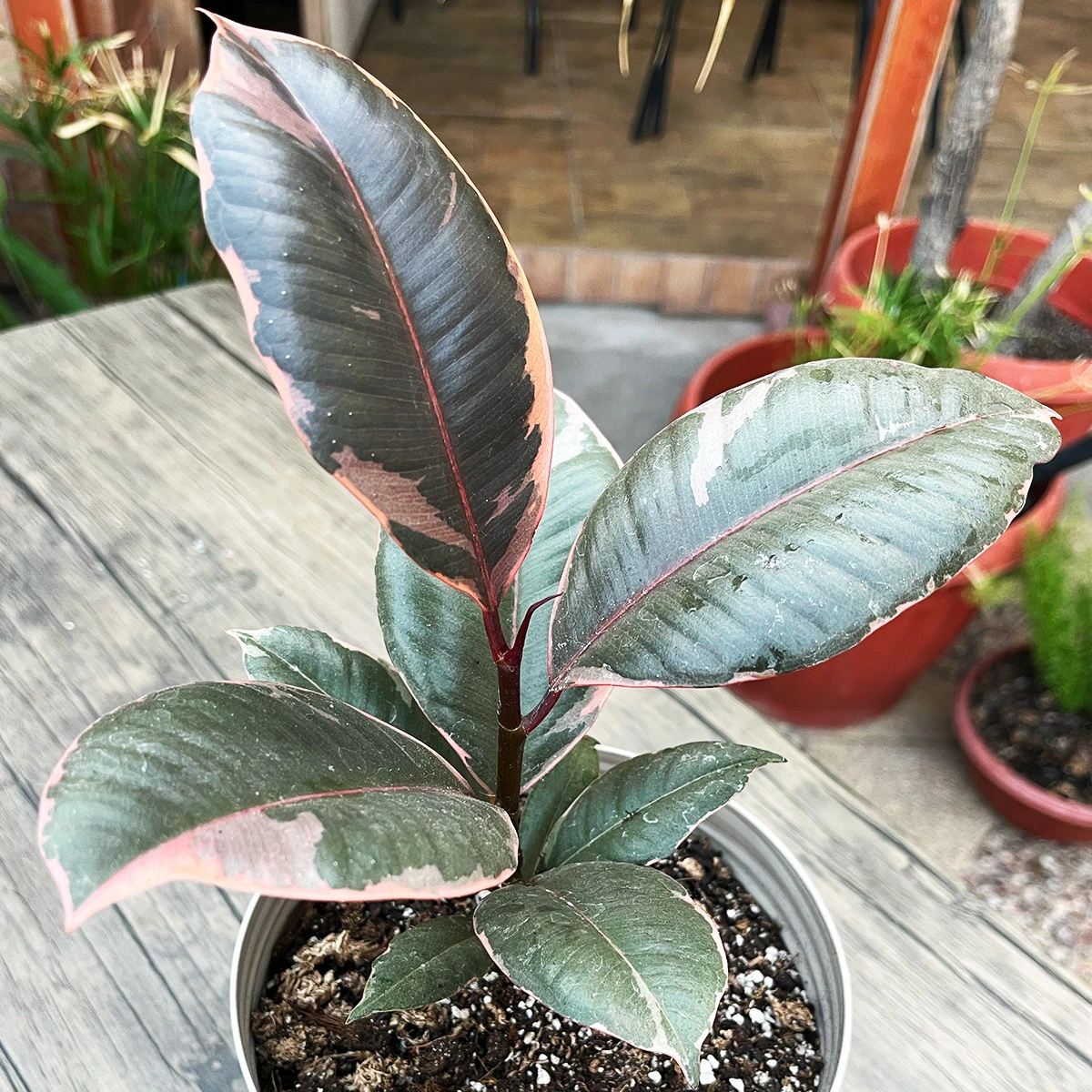 Ficus Elastica Ruby – Planta Gomero Ruby