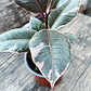 Ficus Elastica Ruby – Gomero Ruby - Miniatura 2