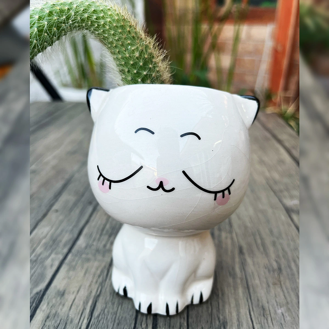 Cactus Cola de Mono – Hildewintera Colademononis 1