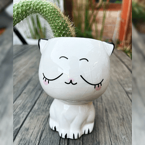 Cactus Cola de Mono – Hildewintera Colademononis