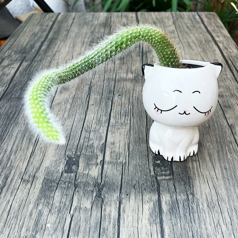 Cactus Cola de Mono – Hildewintera Colademononis 2