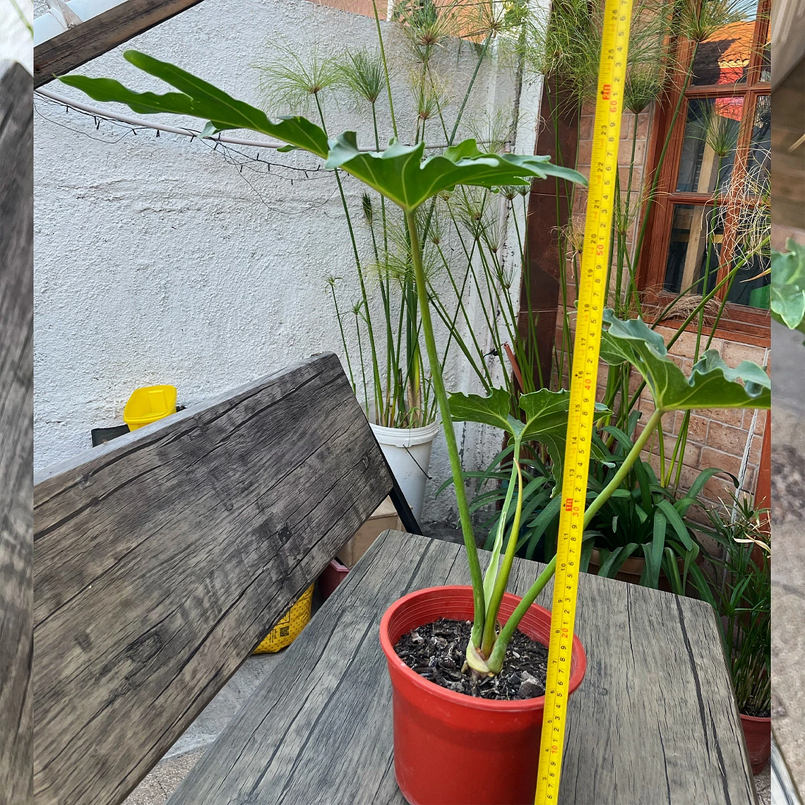 Filodendro Paraguayo 2