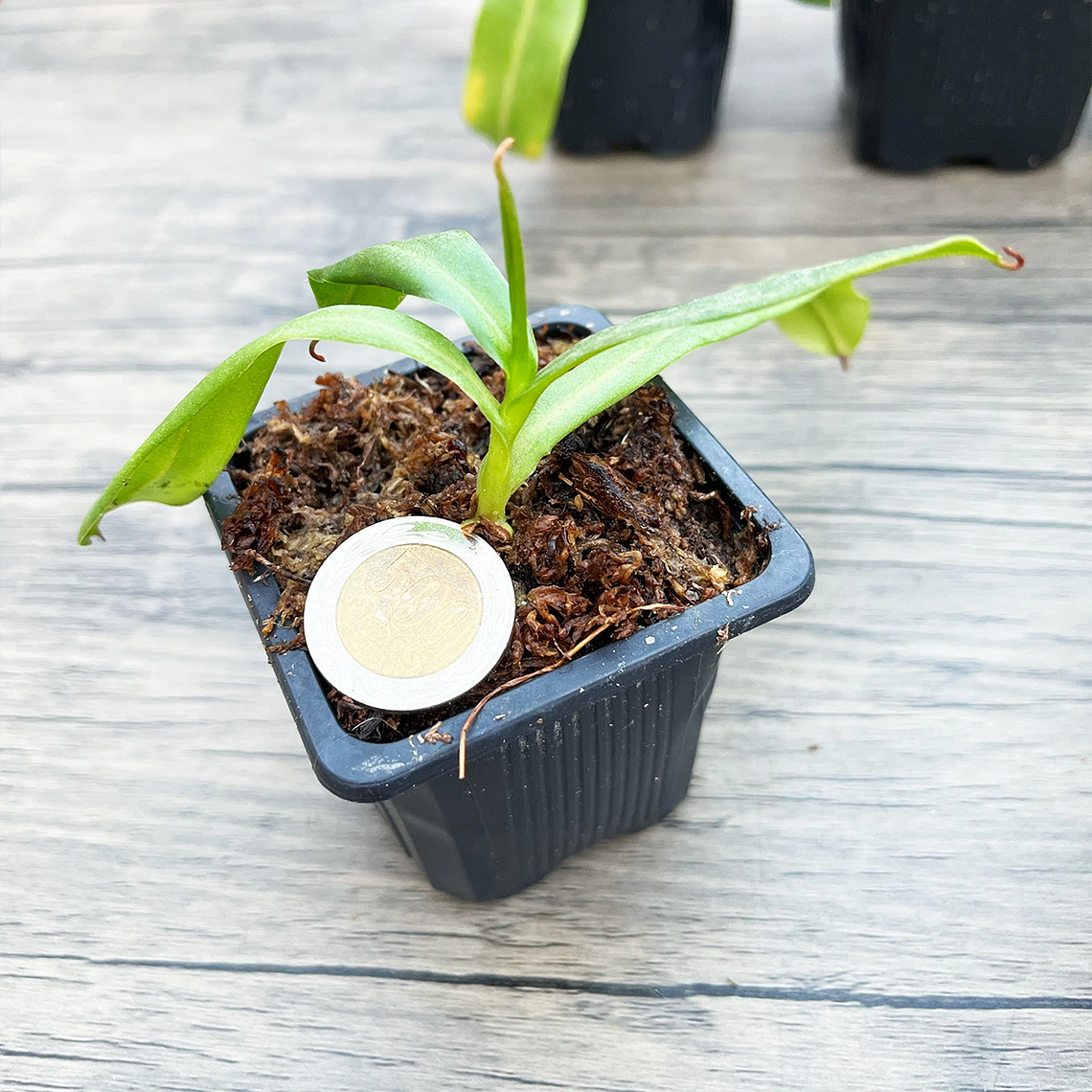 Nepenthes Mirá x NN (Nepenthes Highland) 4