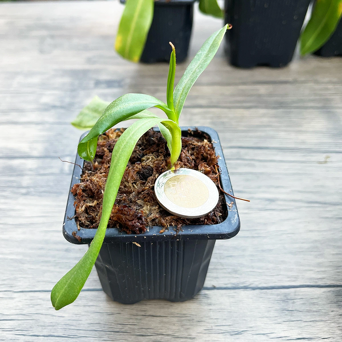 Nepenthes Mirá x NN (Nepenthes Highland) 5