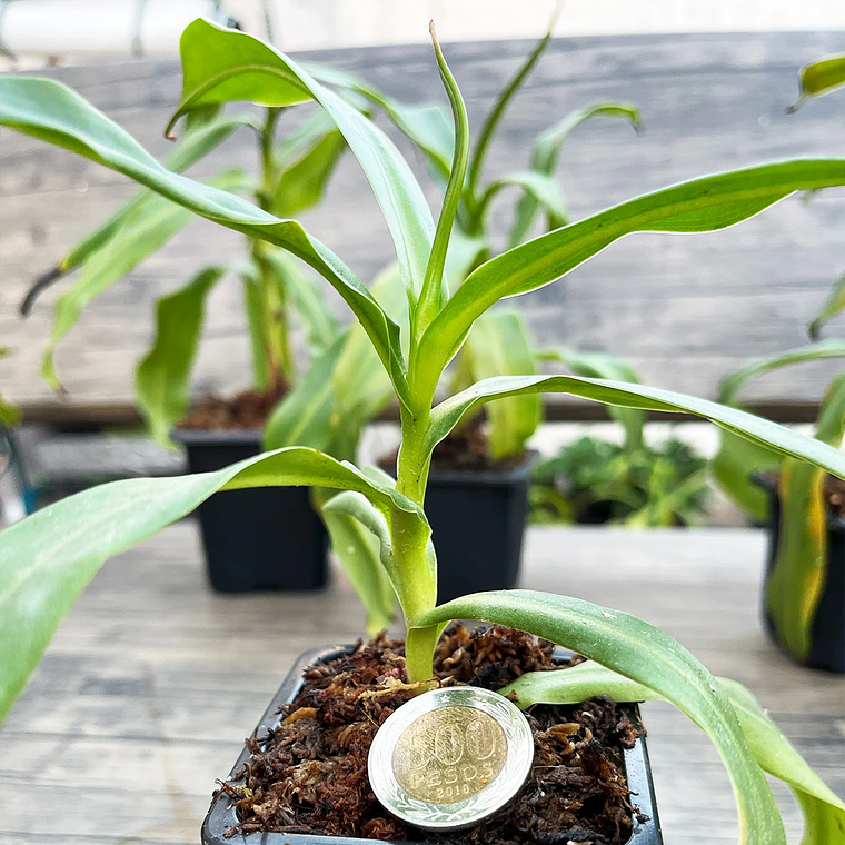 Nepenthes Mirá x NN (Nepenthes Highland) 2