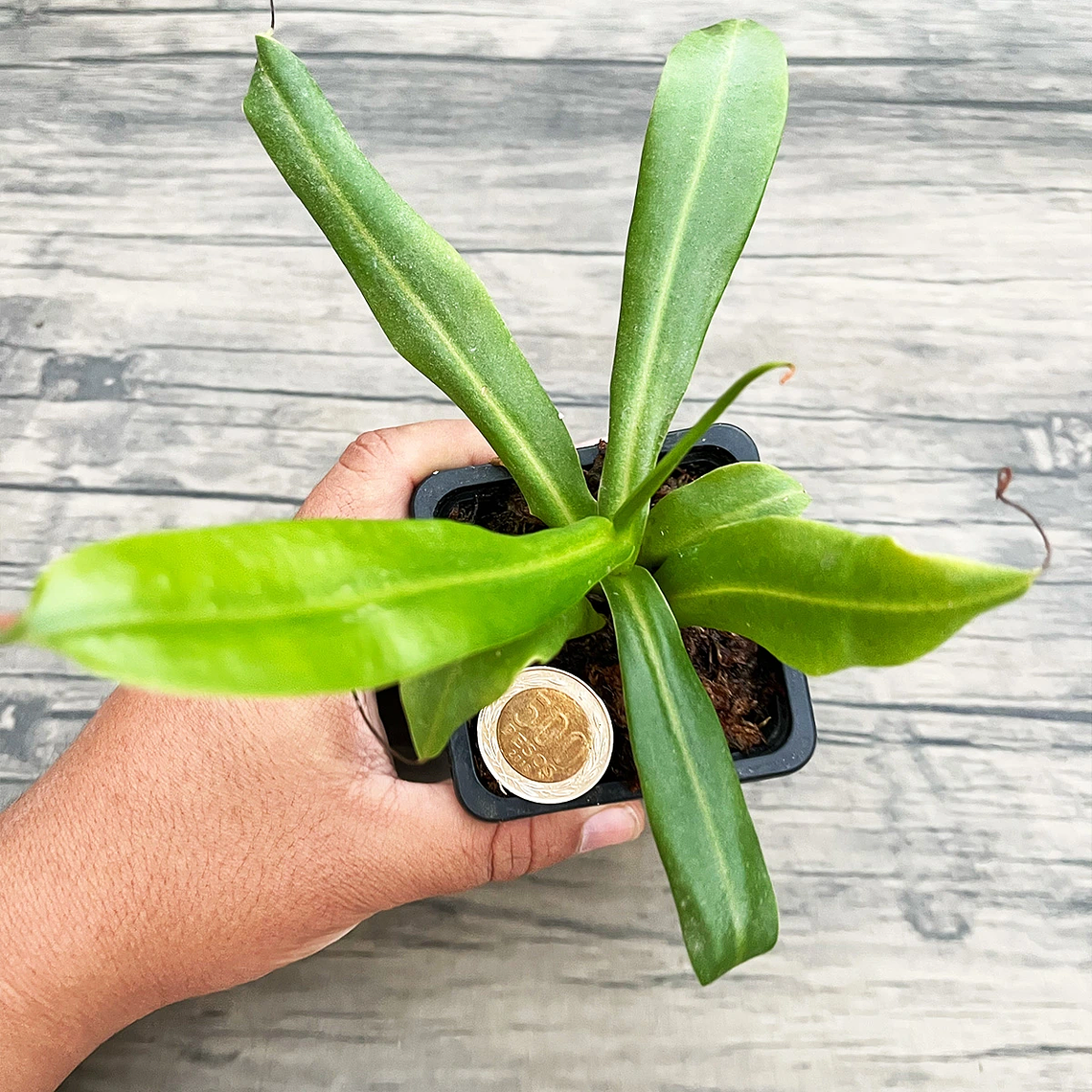 Nepenthes Mirá x NN (Nepenthes Highland) 3