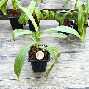 Nepenthes Mirá x NN (Nepenthes Highland)