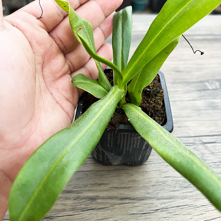 Nepenthes Hookeriana 2