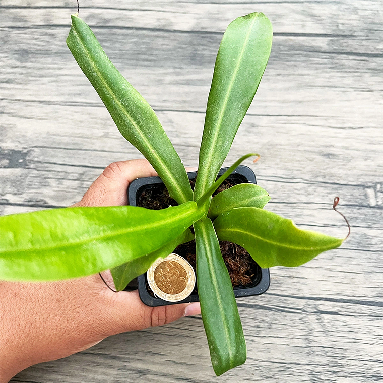 Nepenthes Hookeriana 3