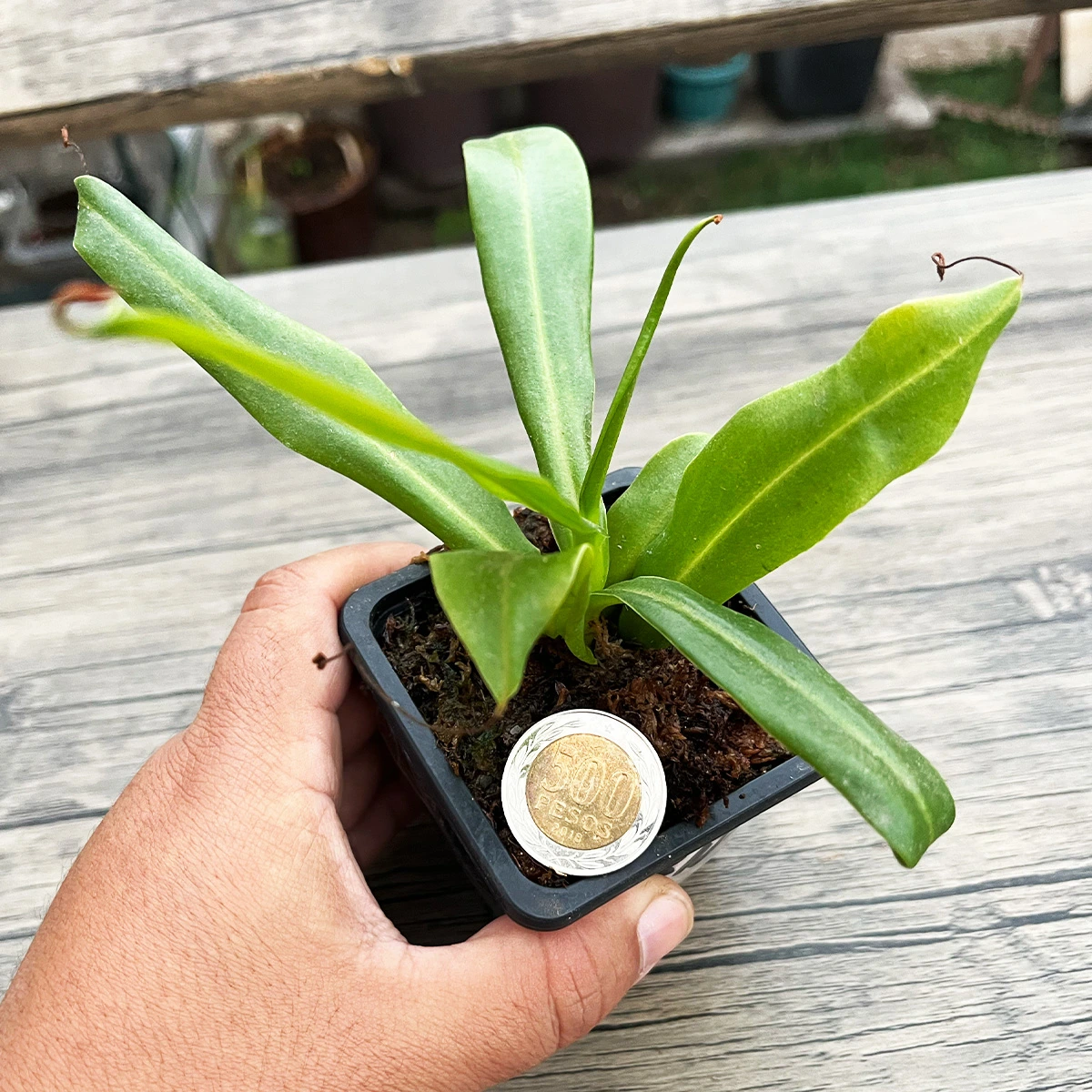 Nepenthes Hookeriana