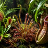 Plantas Carnívoras Tipos de Captura: Desde Trampas Pegajosas hasta Jarros Gigantes