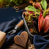 Regalos Originales para el Día del Padre: ¿Por Qué una Planta Carnívora Puede Ser el Mejor Regalo?