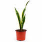 Sansevieria Laurentii - Lengua de Suegra - Miniatura 2