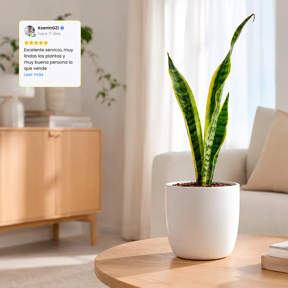 Sansevieria Laurentii - Lengua de Suegra 3