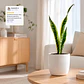 Sansevieria Laurentii - Lengua de Suegra - Miniatura 3