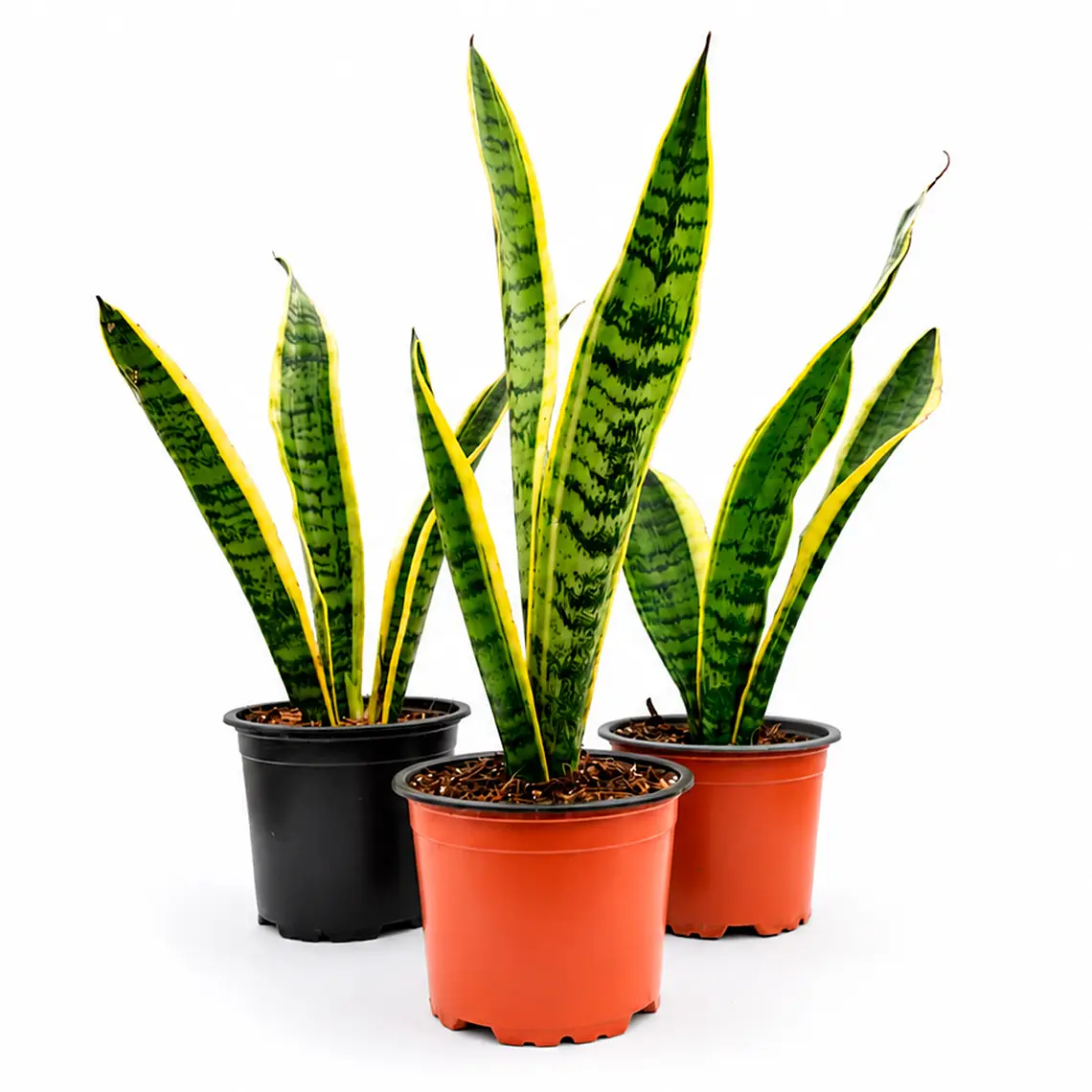 Sansevieria Laurentii - Lengua de Suegra 1