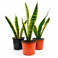Sansevieria Laurentii - Lengua de Suegra - Miniatura 1