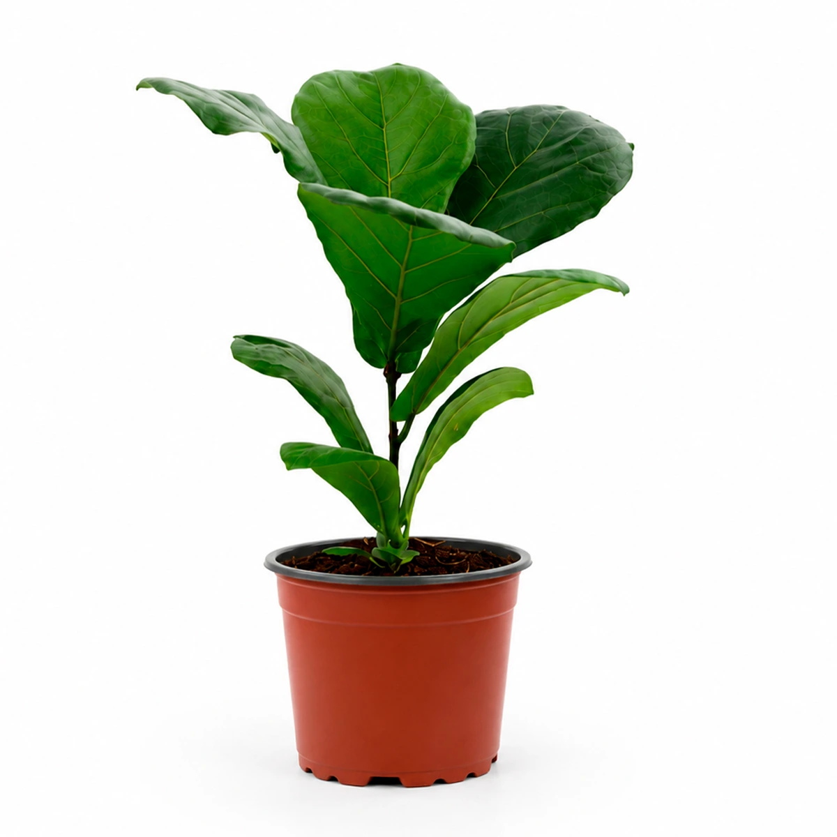Ficus Lyrata Square