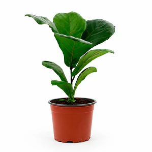Ficus Lyrata (Ficus Pandurata)