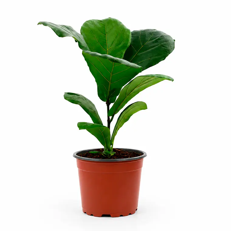 Ficus Lyrata (Ficus Pandurata) 1