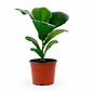 Ficus Lyrata (Ficus Pandurata) - Miniatura 1