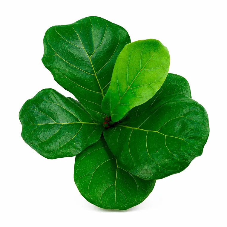 Ficus Lyrata (Ficus Pandurata) 2