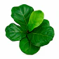 Ficus Lyrata (Ficus Pandurata) - Miniatura 2