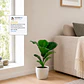 Ficus Lyrata (Ficus Pandurata) - Miniatura 3