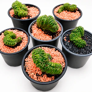 Cactus Cerebro - Cactus Crestado | Cactus de Colección en Venta (12 cm)