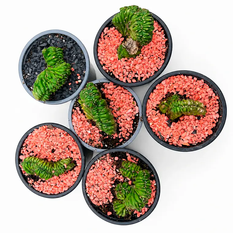 Cactus Cerebro - Cactus Crestado | Cactus de Colección en Venta (12 cm) 3