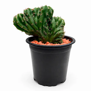 Cactus Crestado - Cactus Cerebro - Cactus de Colección (18 cm)