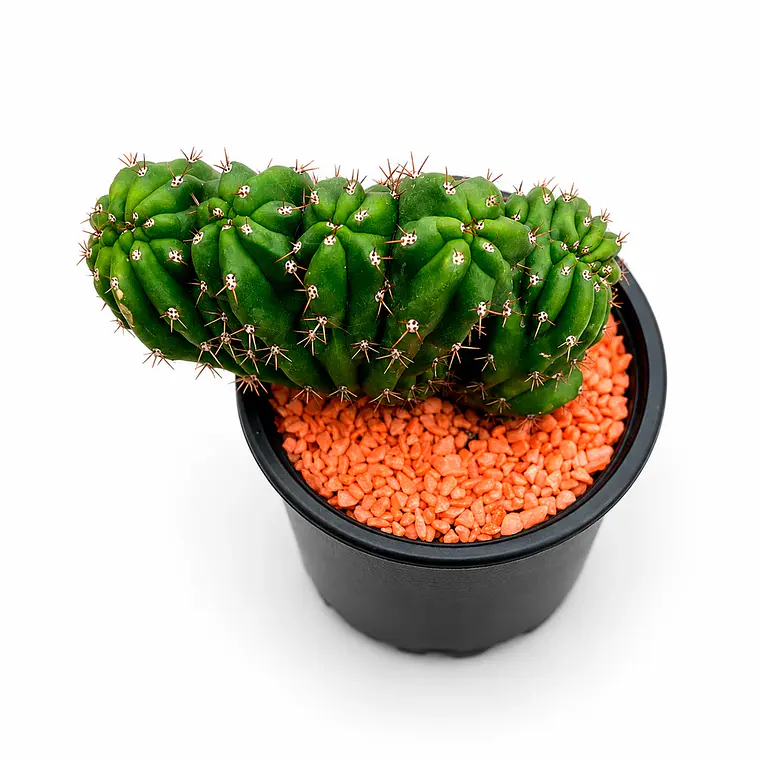 Cactus Crestado - Cactus Cerebro - Cactus de Colección (18 cm) 2
